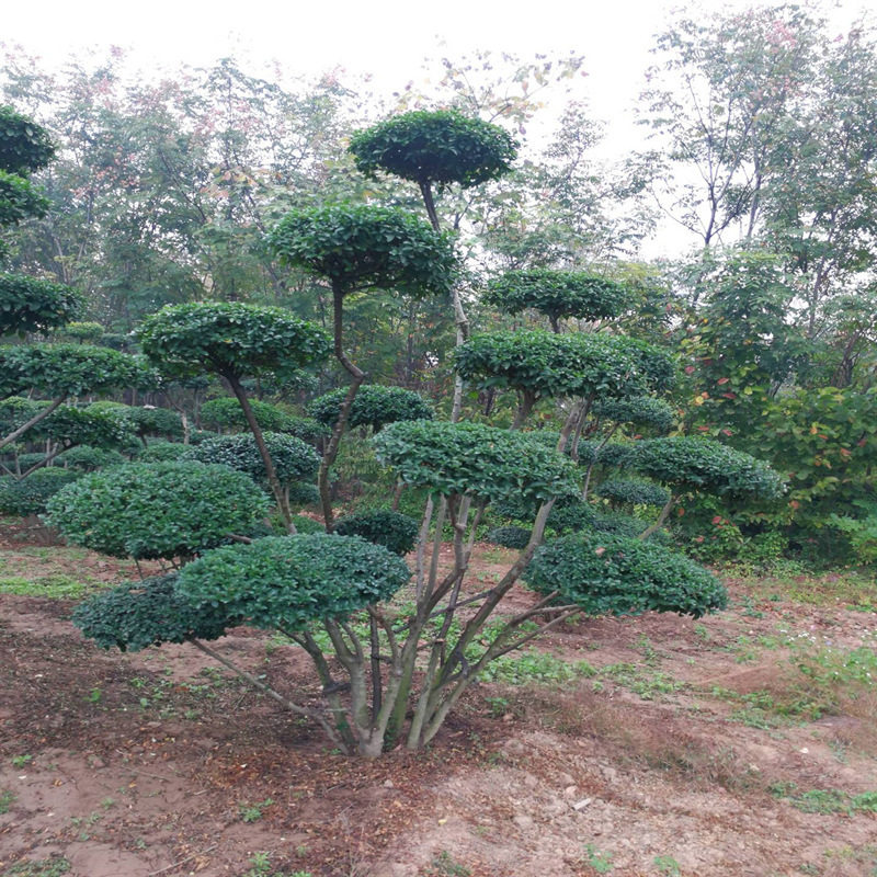 小叶女贞造型树球形苗庭院别墅绿化篱笆围墙植物观叶四季常青苗木