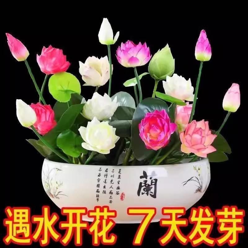 室内宛连碗莲四季开花水培植物睡莲荷花盆栽水生水养花卉植物种子 鲜花速递/花卉仿真/绿植园艺 绿植 原图主图