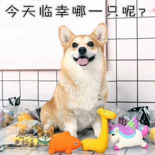 速发婉蔓柯基 -moster乳胶玩具发具玩具牙咬磨耐玩声柯基