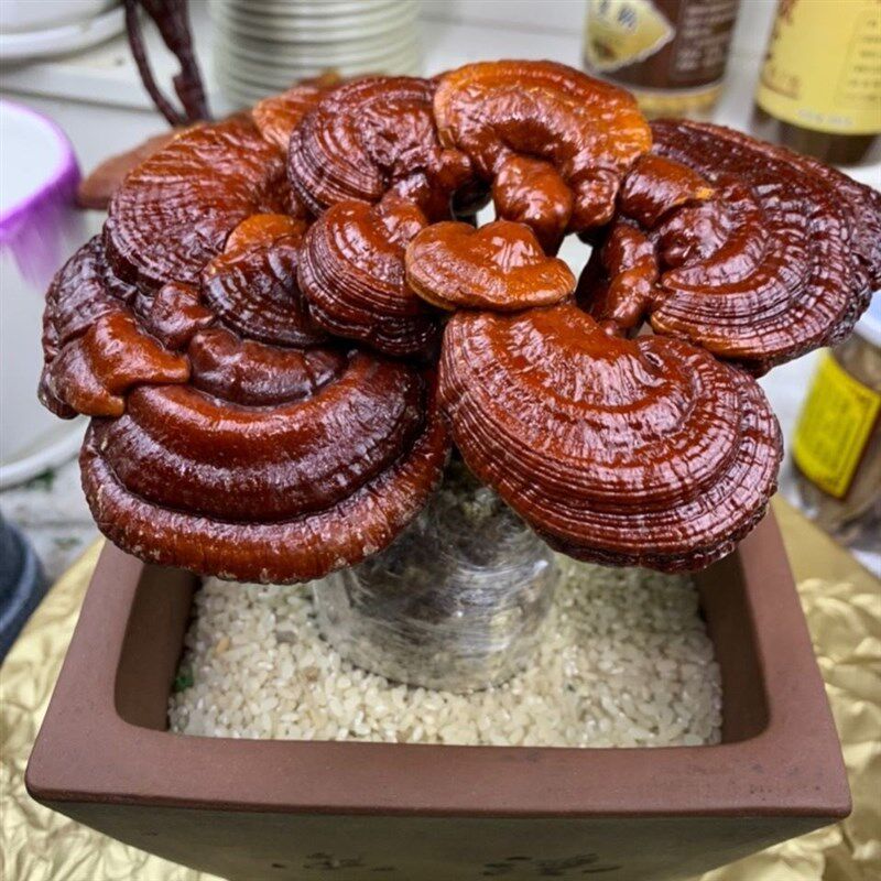 速发活灵芝肉栽灵芝摆件观赏灵芝盆景摆件赤灵芝种植多盆冬季办公