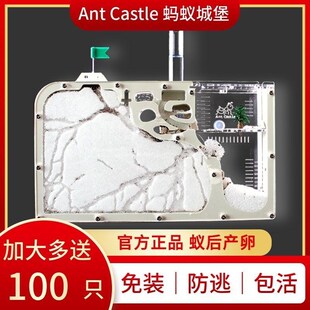速发蚂蚁工坊巢穴蚁巢蚂蚁窝屋蚂蚁活物沙土生蚂蚁城堡 学巢版生