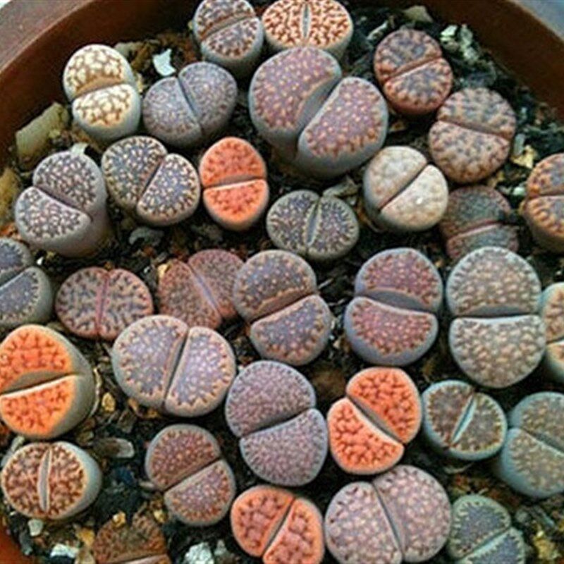 现货速发多肉 生石花屁股花室内花卉组合盆栽绿植盆景多肉植物