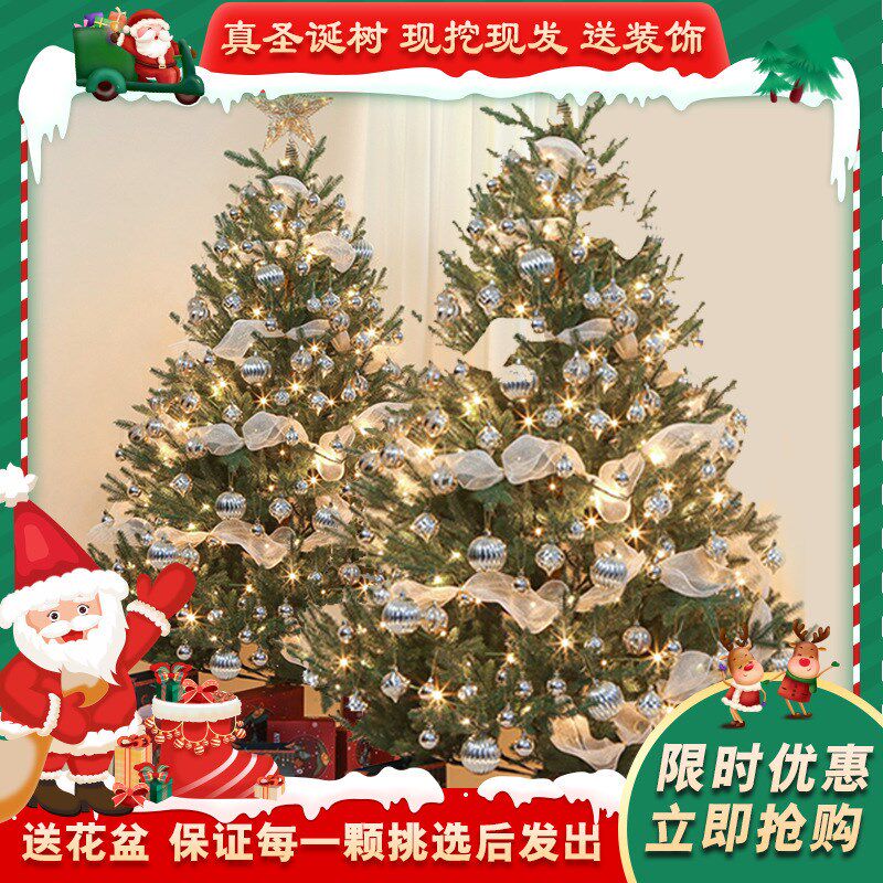 速发真的松树的圣诞树松真挪圣杉节诺贝真树活云诞树威绿植盆栽的