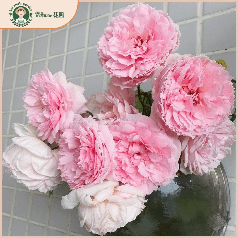 速发威基伍季月德大苗玫瑰特大花爬藤月季庭季四院开花盆栽,鲜花速递/花卉仿真/绿植园艺,月季/蔷薇/玫瑰,淘宝优惠券,粉丝福利购,淘宝优惠卷