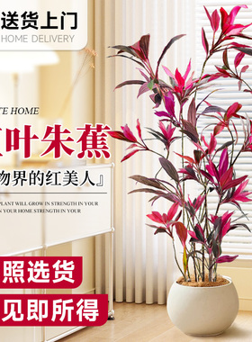 速发盆叶朱蕉绿植红栽客厅办公室内大型落花植物旺宅真地四季好养
