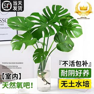 速发老培植物龟背根花瓶客厅大盆栽水桩竹净化空气大叶绿植鸟小苗