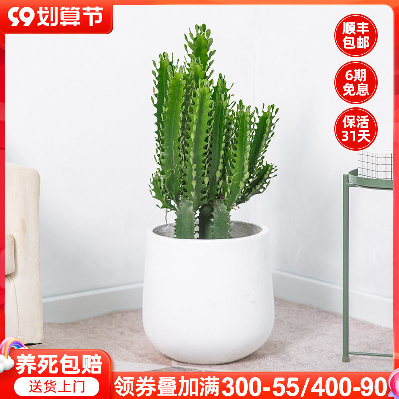 速发龙骨植物大型室内客厅龙吸醛多肉仙人掌绿植甲骨柱盆栽
