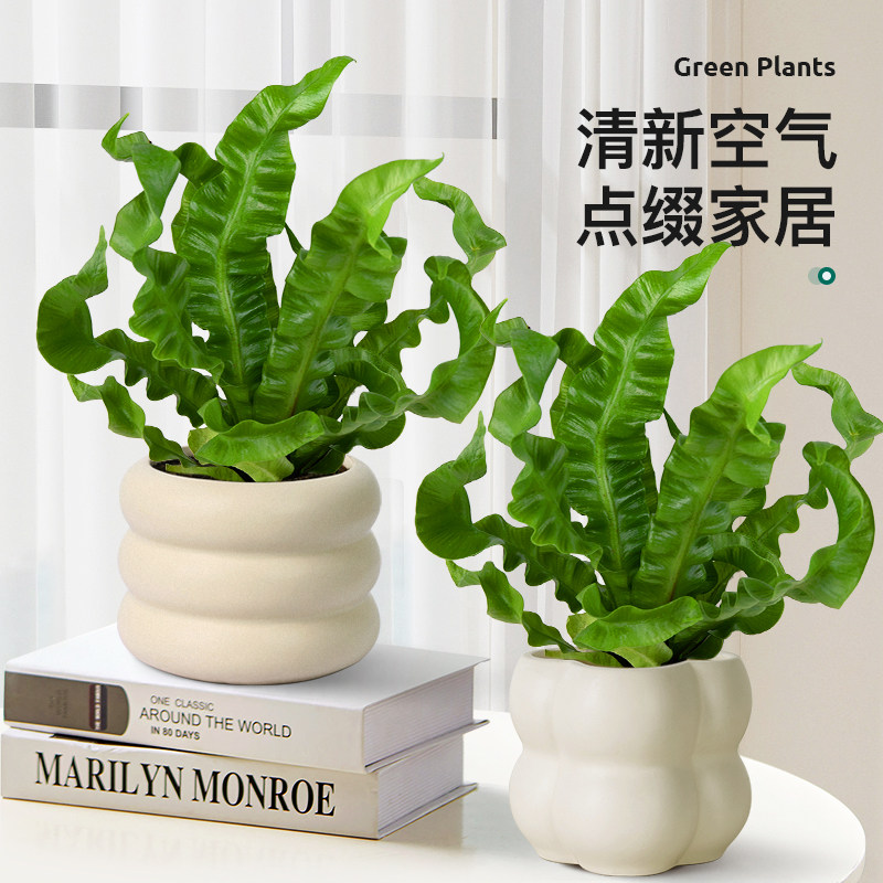 速发鸟巢蕨盆栽室内化公桌面客厅甲吸醛净办空气花卉观叶植物四季