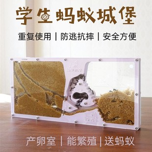 速发蚂蚁城堡工沙王国庄园别墅家园活物坊巢沙村蚁堡蚁后送工具
