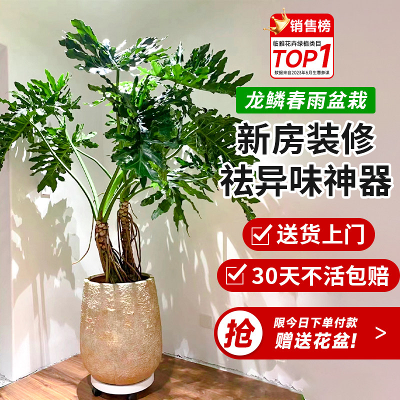 速发龙鳞春羽客植盆栽绿厅室内大型植物办地室落公盆景好养除甲醛