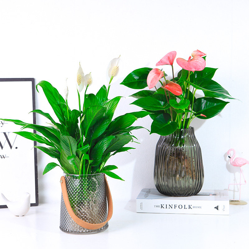 速发水培植物红掌粉掌绿掌盆栽一帆风顺花卉植物室内好鸿白植养运