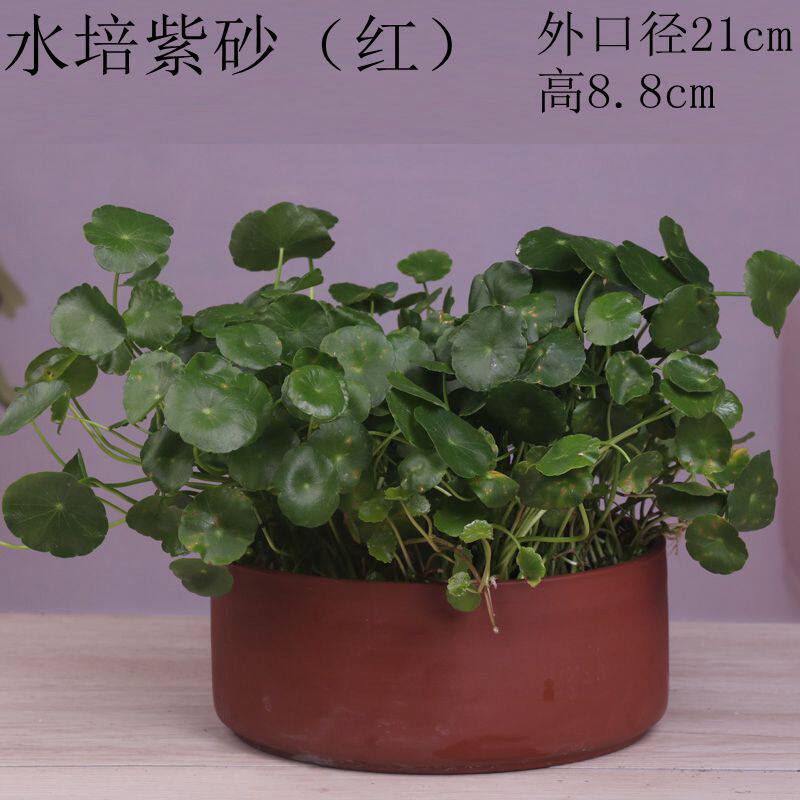 现货速发水仙花盆无孔铜钱草碗莲睡莲水培植物容器大号室内多肉陶