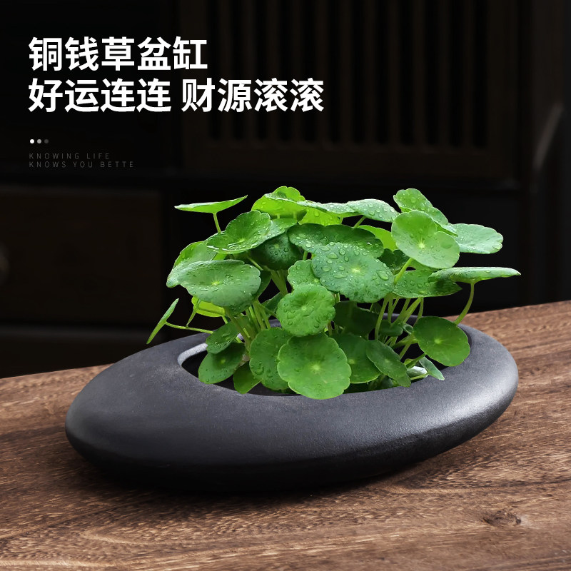 速发鹅卵石性圆铜钱草水托花盆室内带培盘大小号无孔水养器皿个椭