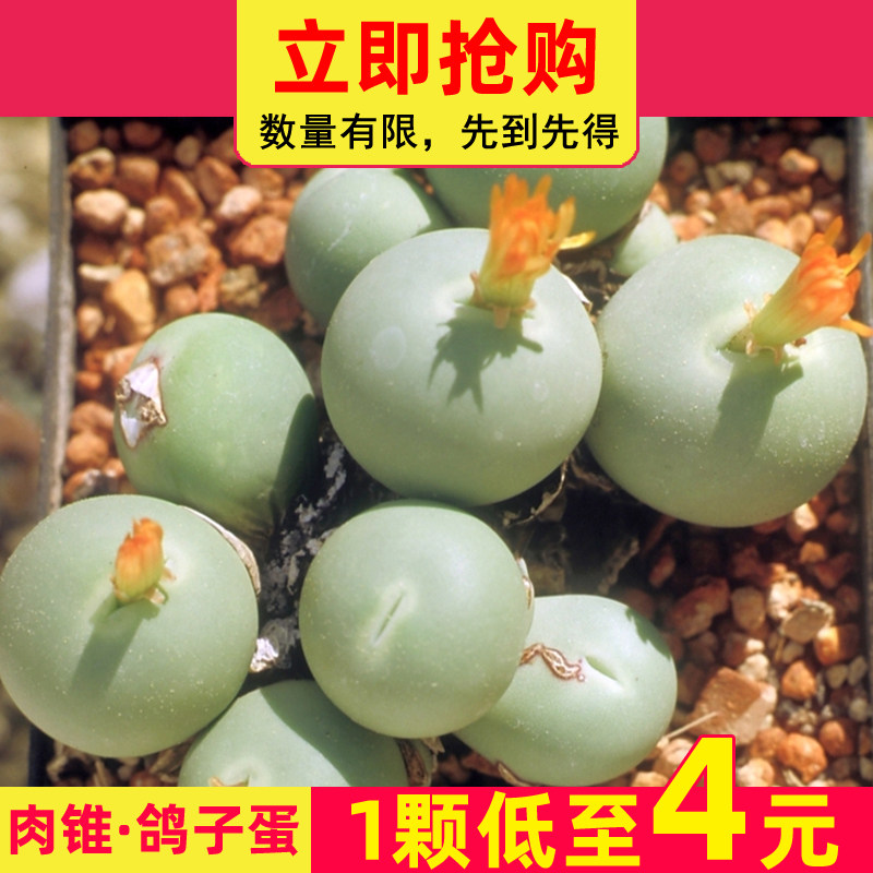 速发鸽子蛋花多肉植物番公科办杏室内植物肉锥生石花屁屁 石生花