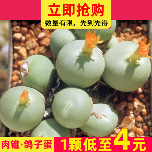 速发鸽子蛋花多肉植物番公科办杏室内植物肉锥生石花屁屁 石生花