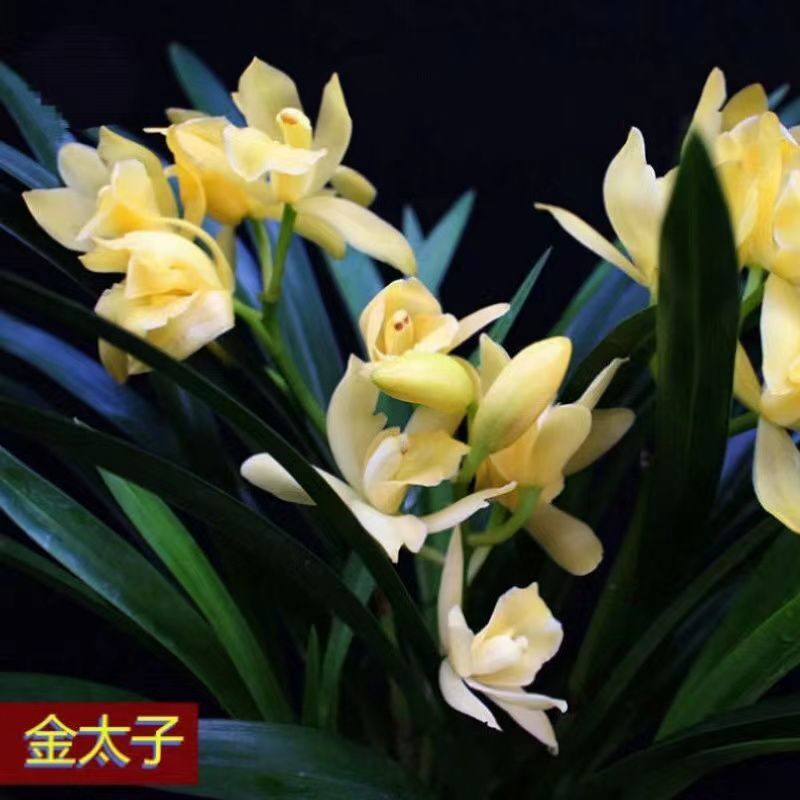 现货速发原盆土浓香型兰花苗室内盆栽兰花花卉墨兰建兰大花苞蕙兰