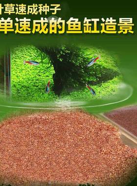 速发鱼缸装饰水草套餐 前景迷物小对叶植你造水族箱 景真水草