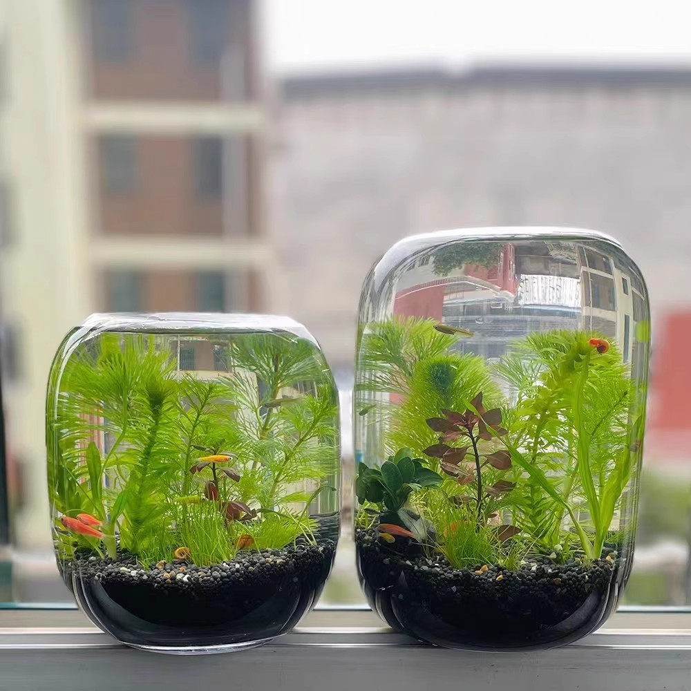 diy创意礼物生态鱼缸生态瓶微景观鱼小型小鱼缸桌面造景观赏鱼虾