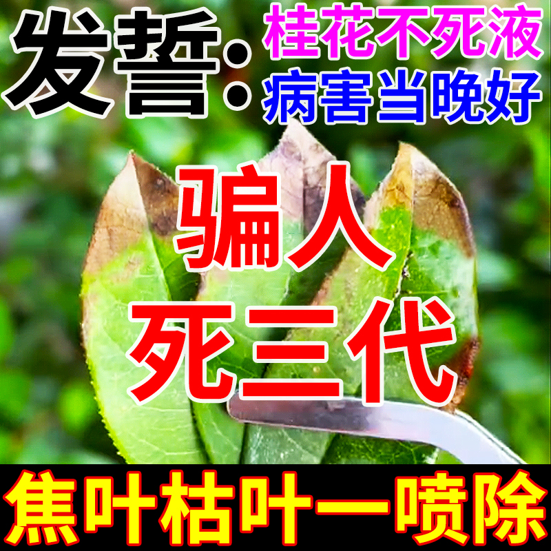 桂花营养液一滴活永不死