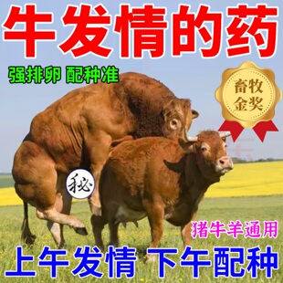 母牛配种药母牛不情发的药母牛羊促发情不打栏排卵一见钟情牛用药