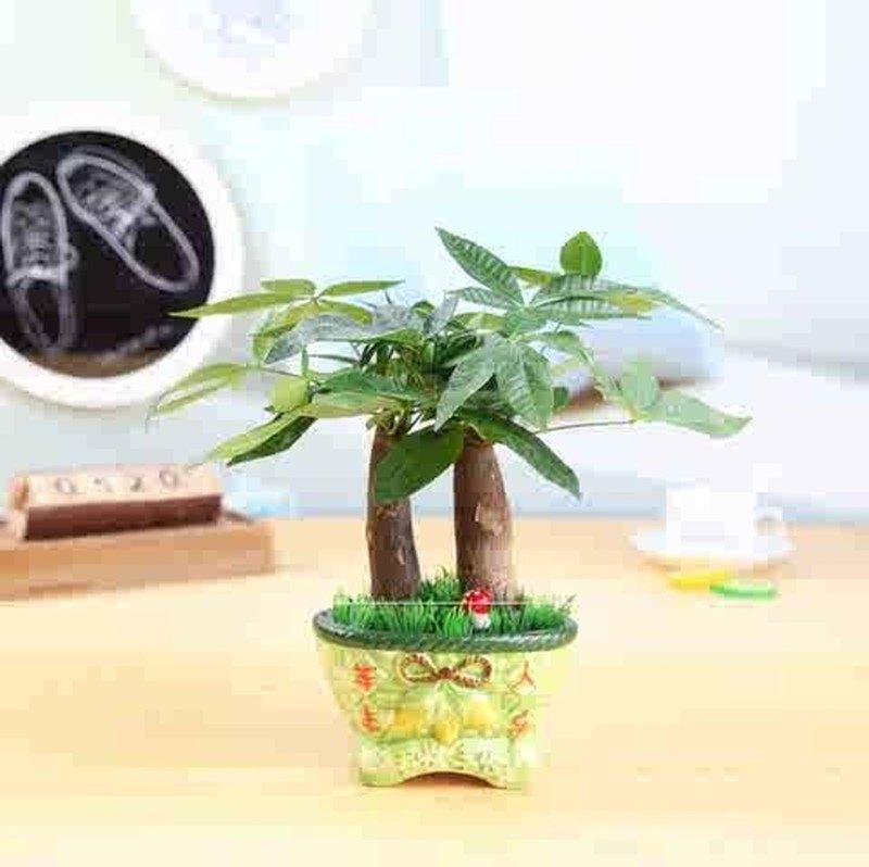 极速餐桌上摆放的k绿植发财树盆栽植物吧台小草观赏书房办公室家