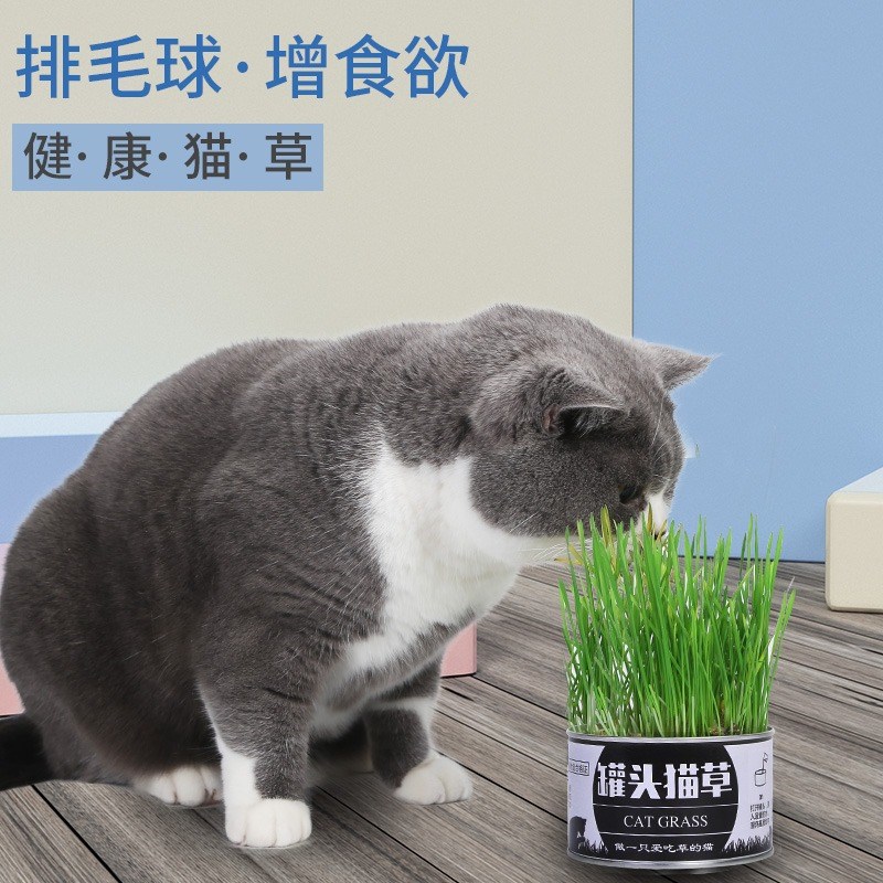 极速猫咪b食用懒人猫草罐头无土水培灌装猫草轻松种植浇水即长猫