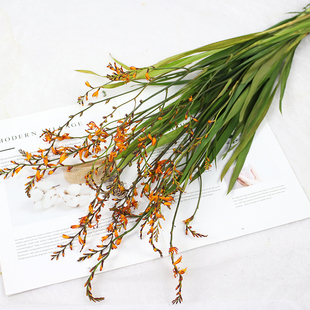 极速火焰兰干花 喷泉草原生自然干枝蒲棒装饰花材插S花ins北欧小