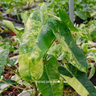 极速伯乐锦伯乐蔓绿绒 生森赋植物T 绿植室内盆栽