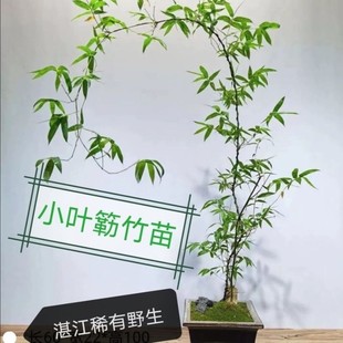 极速文人艺术小叶簕竹阳台室内外复古桌面勒竹树桩常青Y绿植盆景