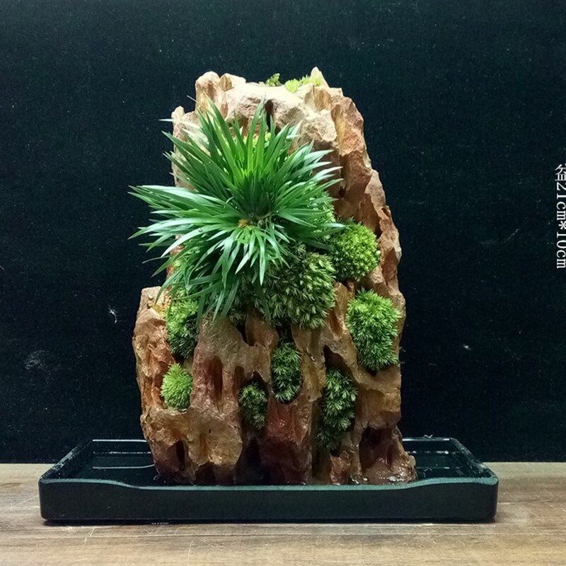 极速矮菖蒲石上盆景室内绿植物水培盆栽J苔藓微景观茶道兰花水陆
