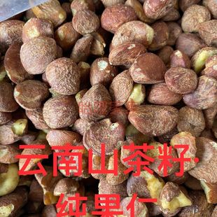 云南新鲜山茶籽榨油原料油茶籽果仁去壳茶果仁批发
