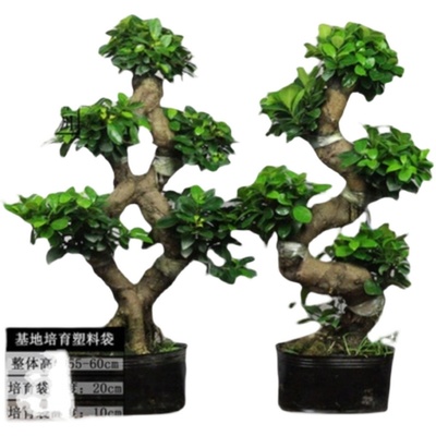 极速大型小叶榕树盆景pS造型8字型绿植盆栽室内庭院气根植物老桩
