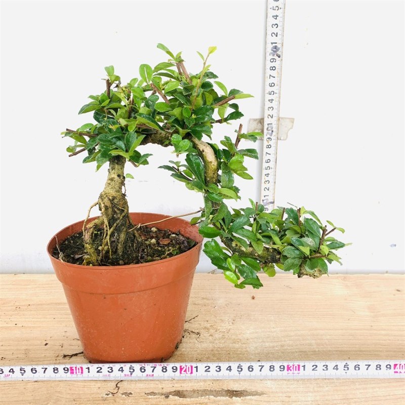 极速悬崖牡丹栀子花n提根飘枝九里香造型罗汉松盆景白蜡女贞微盆