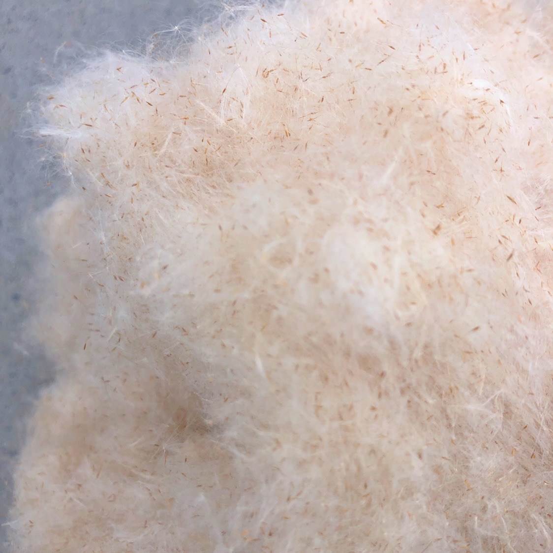 极速蒲绒a 香蒲绒 香蒲 天然植物原材料 枕头填充物 棉被填充物