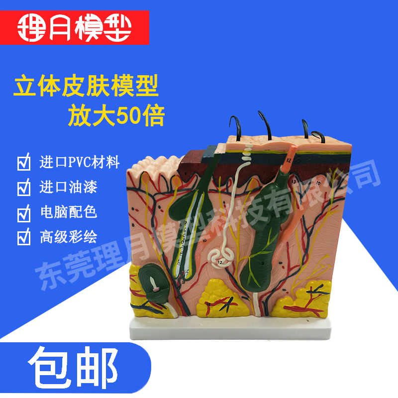 极速50倍皮肤模型人体皮肤结构组织放H大解剖医学立体表皮层次皮