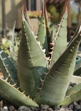 帝释天龙舌兰仁王冠Agave titanota haworthia强刺背刺豪刺帝君