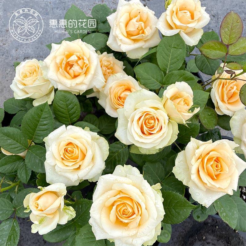 惠的花园 经玫典大花惠切花月季蜜惠惠的花桃雪山香槟色庭院阳台