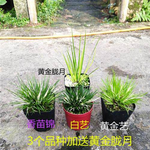 极速金钱菖蒲苗贵船苔蝉小川薇型盆景好J养植物室内办公桌四季常
