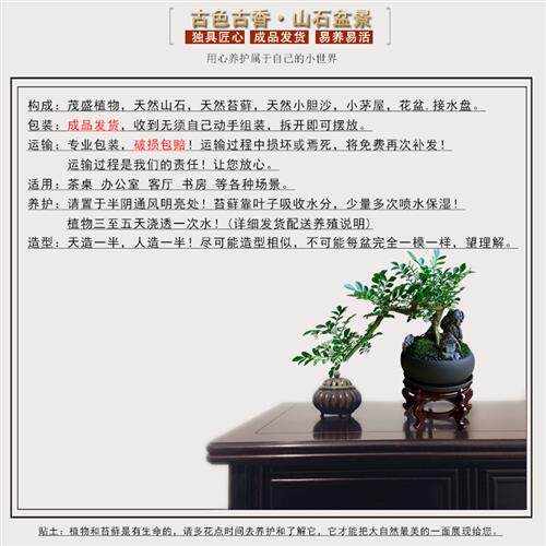 极速九里香盆栽室内n植物办公室绿植小老桩客厅桌面好养活四季花