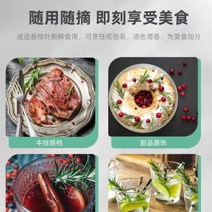 极速迷迭香盆栽牛排用百里u香可食用薄荷叶紫苏新鲜罗勒苗香草植