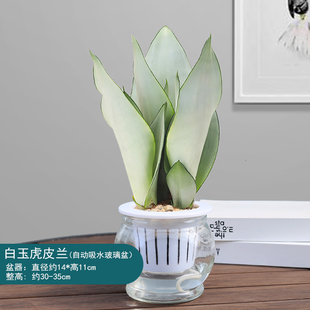 极速金边虎皮兰盆栽多肉t绿萝水培植物绿植办公室内花卉客厅白玉
