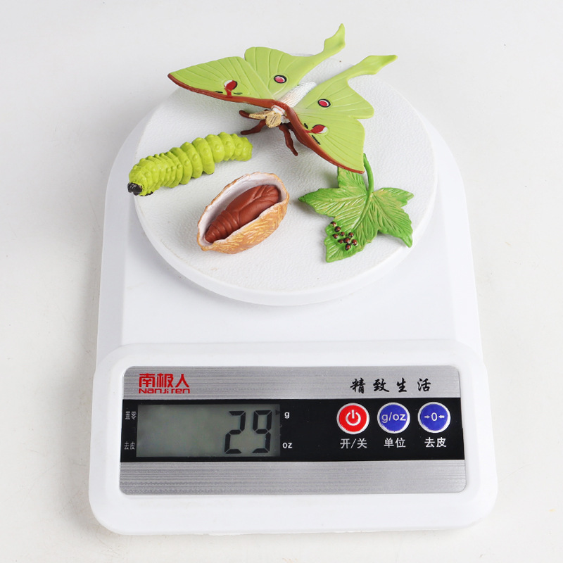 极速仿真昆虫g动物成长周期模型月神蛾绿尾月形大蚕蛾仙女蛾扑棱