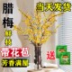 极速腊梅花鲜花水k养鲜切花干枝蜡梅鲜花冬季 花卉水培植物花束客