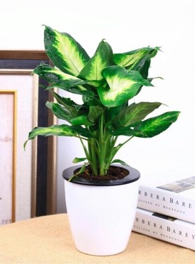 极速银皇后粉黛万年青绿植花卉盆栽客厅绿色水培植U物懒人植物办