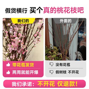 极速桃花枝水培j植物红梅干枝带花苞水养鲜切花卉盆栽耐寒易活真