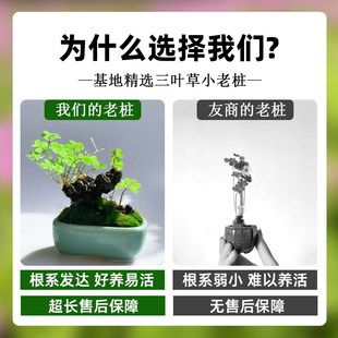 极速三叶草老桩盆栽带叶红花酢浆草种球根四季Q开花幸运草掌上微