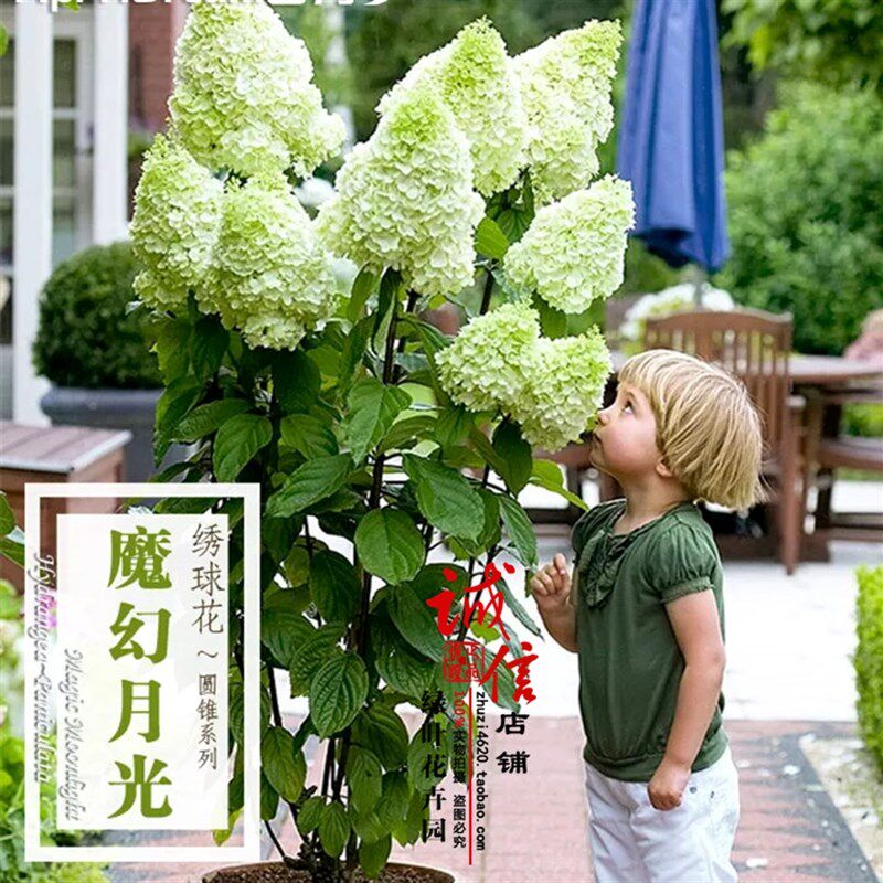 极速耐热耐晒耐d寒乔木圆锥绣球花香草草莓 O石灰灯 夏日美人老桩