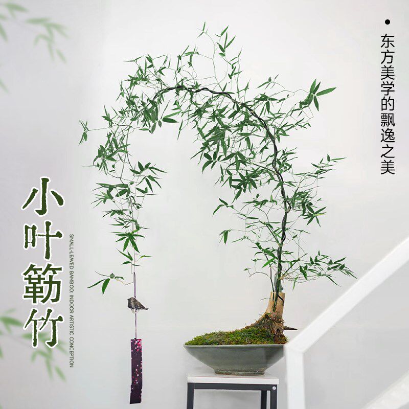 速发小叶簕竹老桩盆景竹子盆栽小桩勒竹室内客好茶室绿植熟叶四季