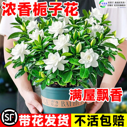 速发栀子季盆栽四花花卉植物室内水培绿里好养茉莉花九植香开花蝴