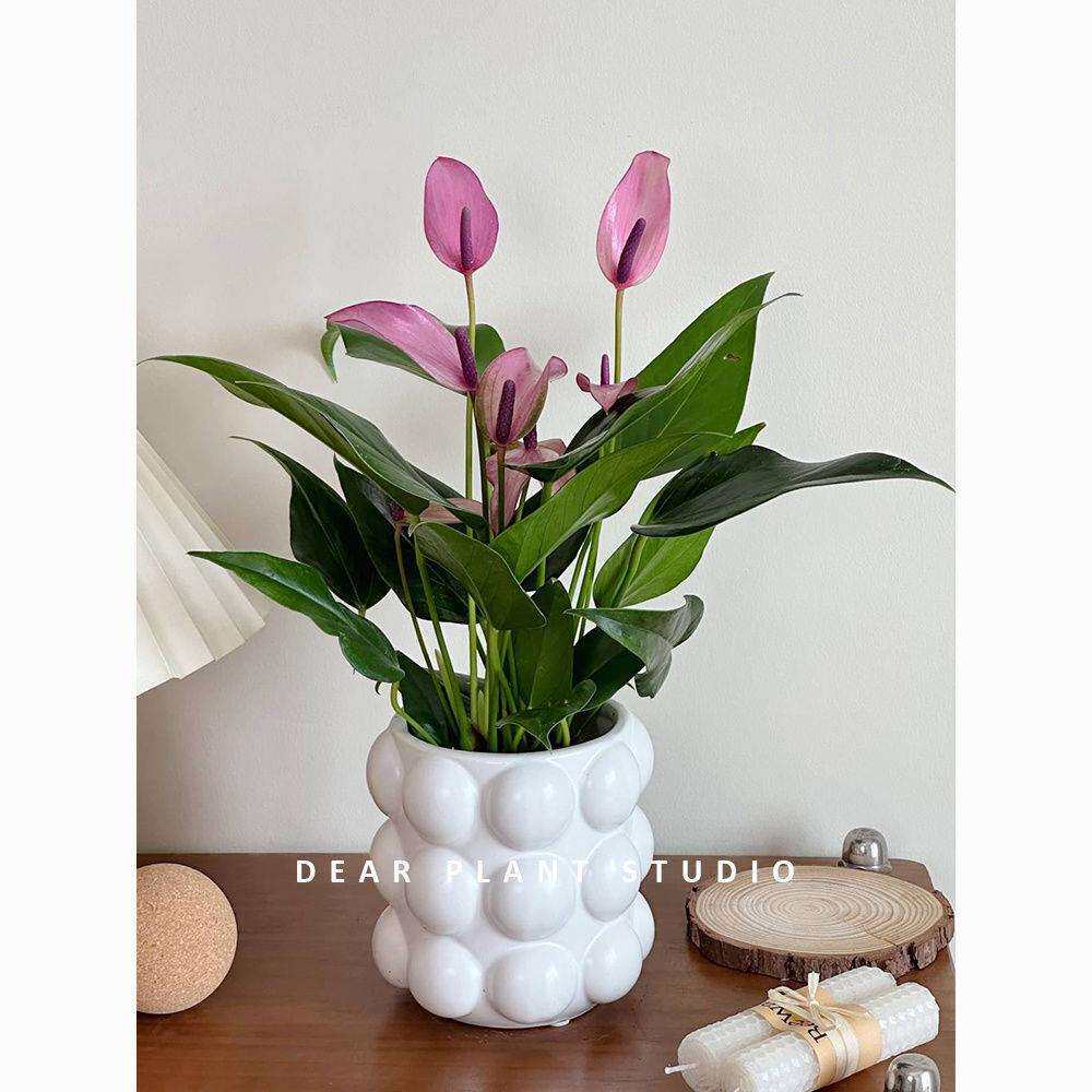 紫掌齐祖空气观叶花卉盆栽书房办公室内桌面绿植亲爱的绿植